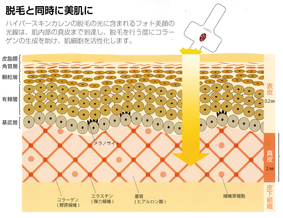 美肌脱毛サロンNa-Zu｜肌のメカニズム